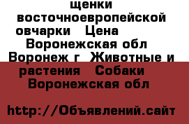 щенки восточноевропейской овчарки › Цена ­ 5 000 - Воронежская обл., Воронеж г. Животные и растения » Собаки   . Воронежская обл.